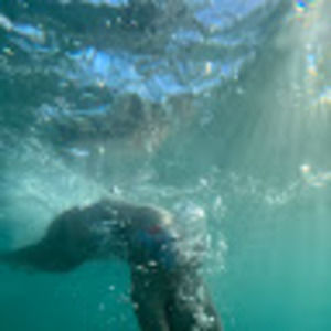 Meet your Posher, Myna